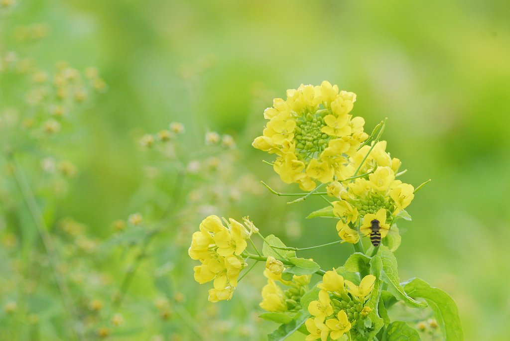 この時季に菜の花