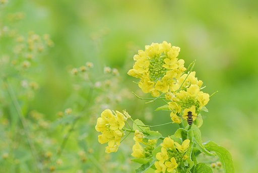 この時季に菜の花