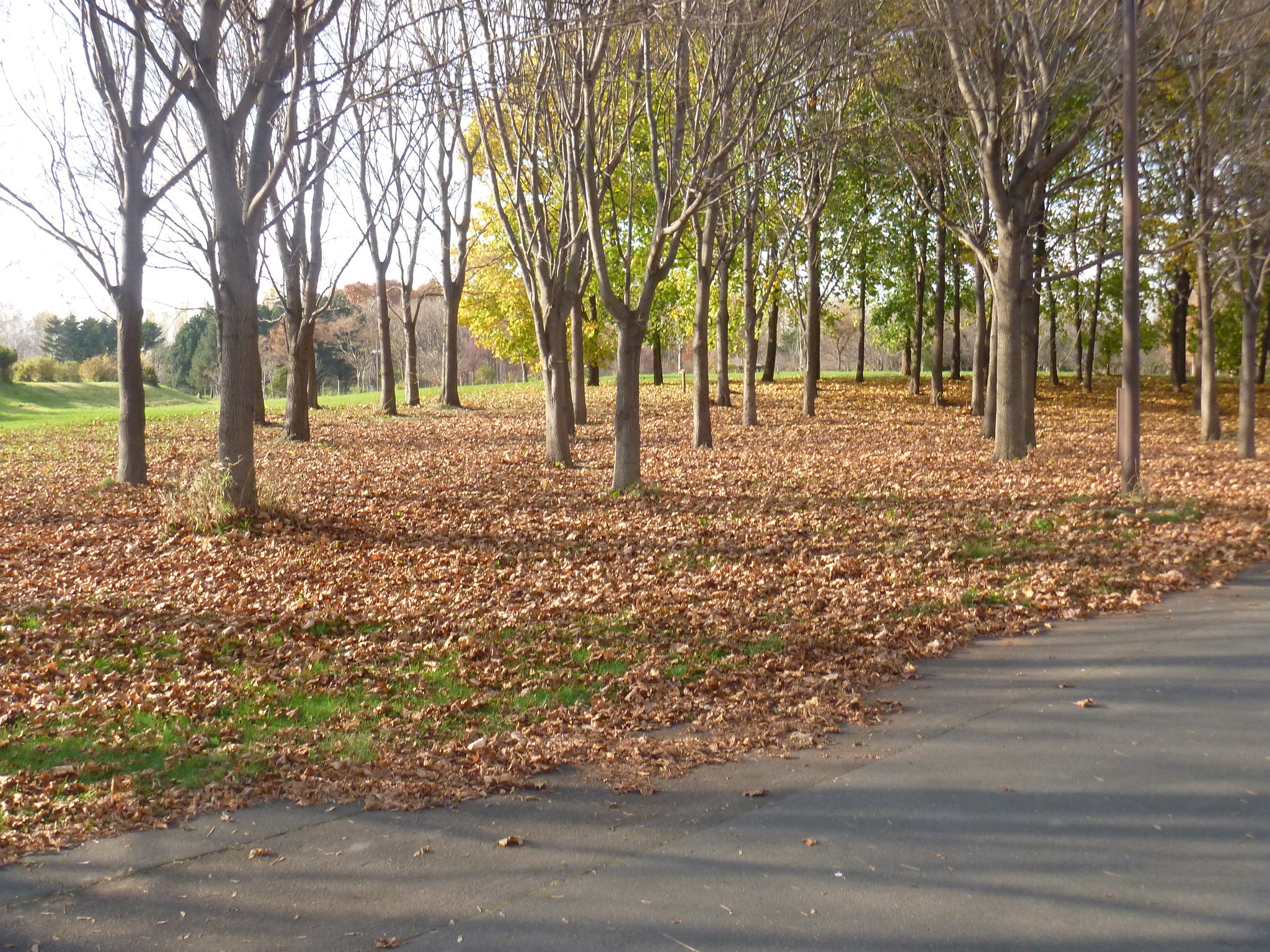 公園2