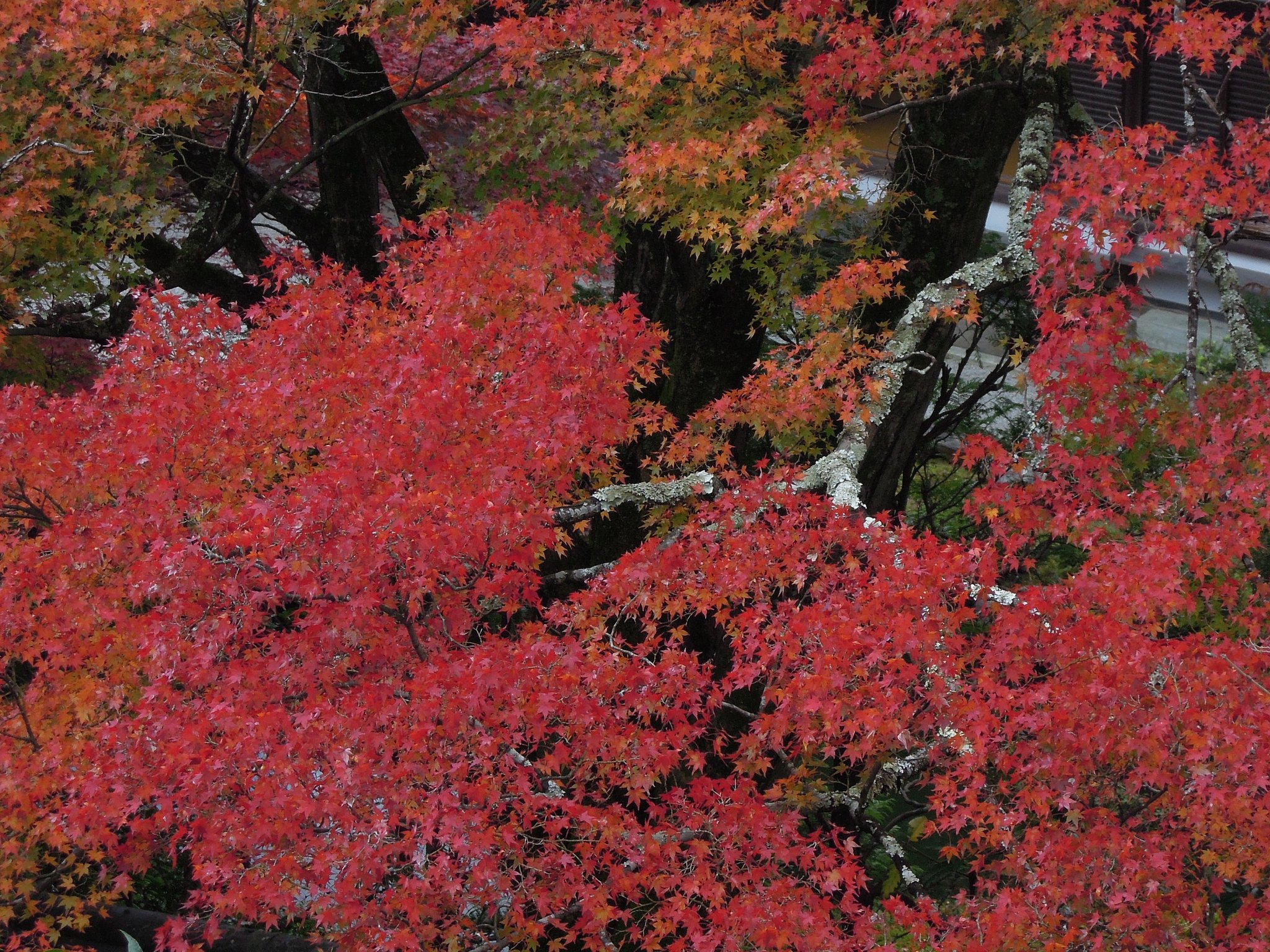 色づく・・・