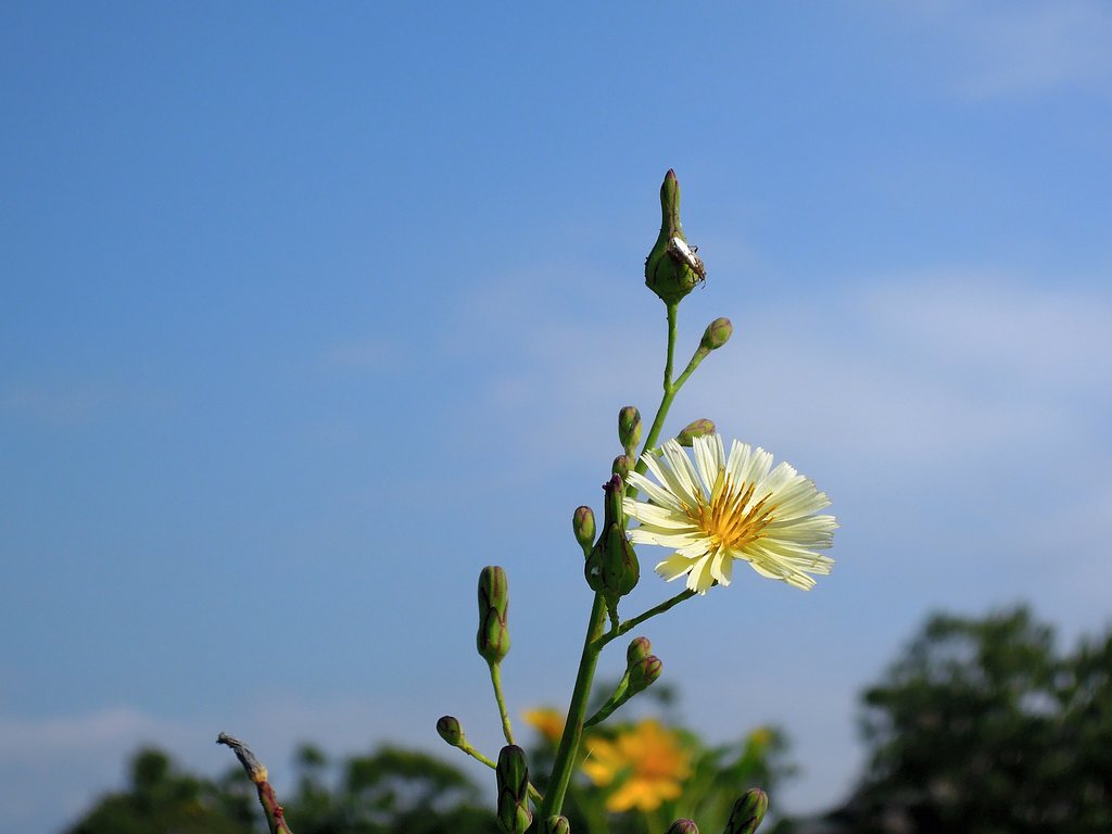 【空】弱くなった陽光を慈しむかのような秋の虫と草