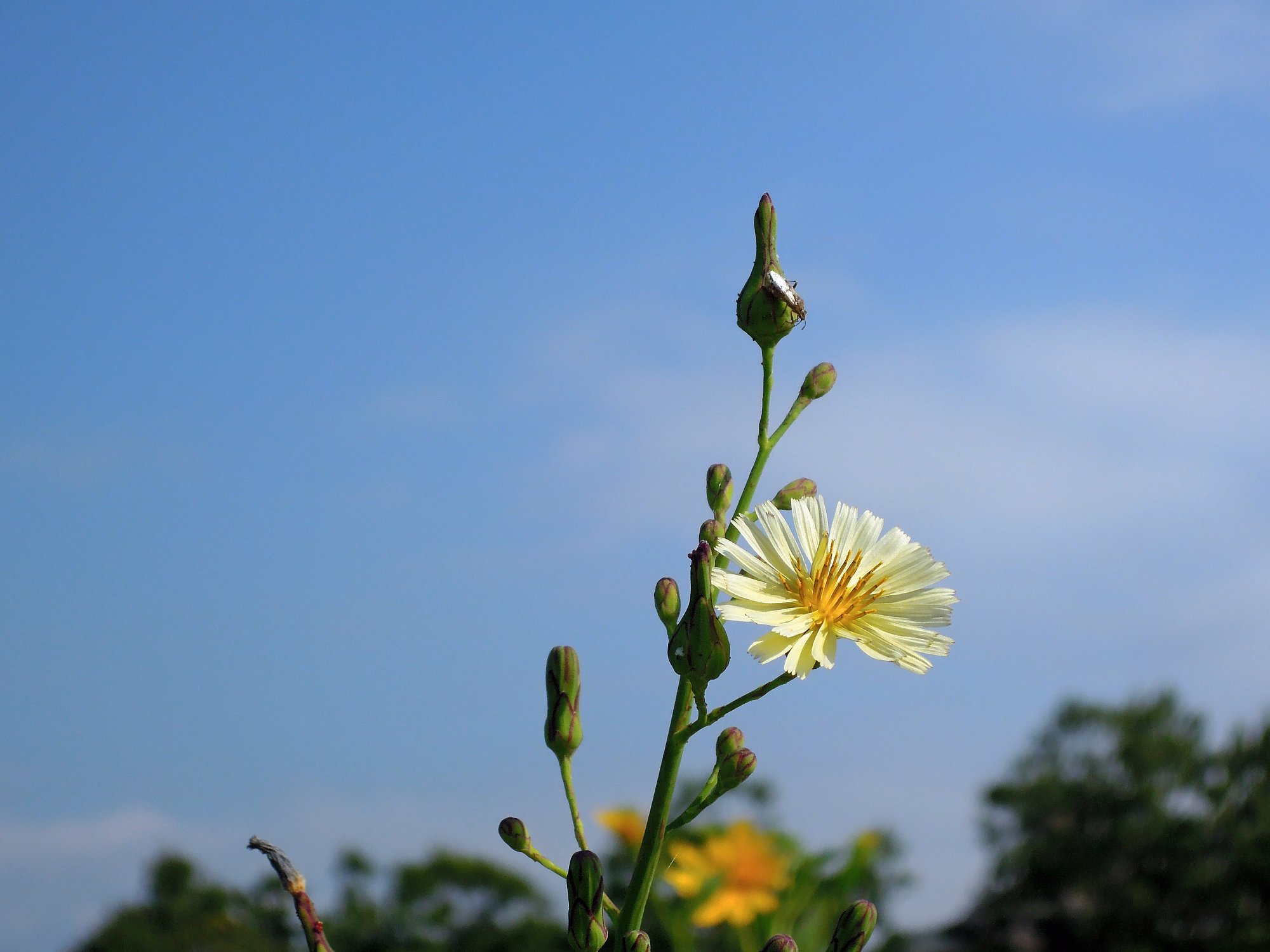 【空】弱くなった陽光を慈しむかのような秋の虫と草