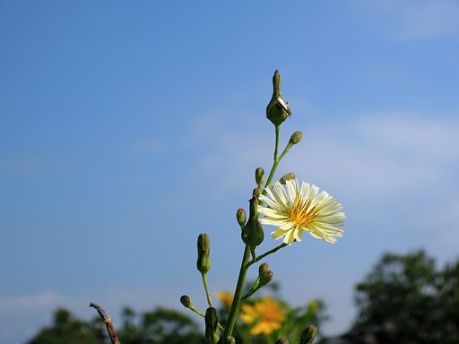 【空】弱くなった陽光を慈しむかのような秋の虫と草