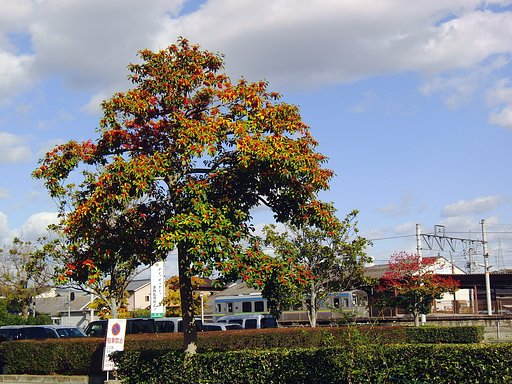 青空に【紅】色の実