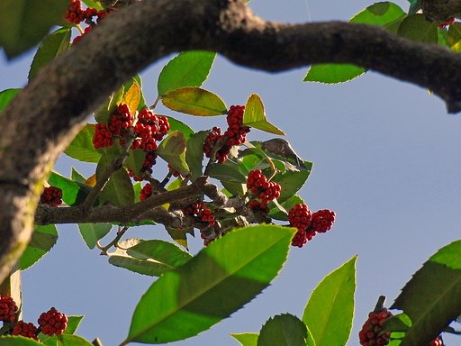 完熟の【紅】