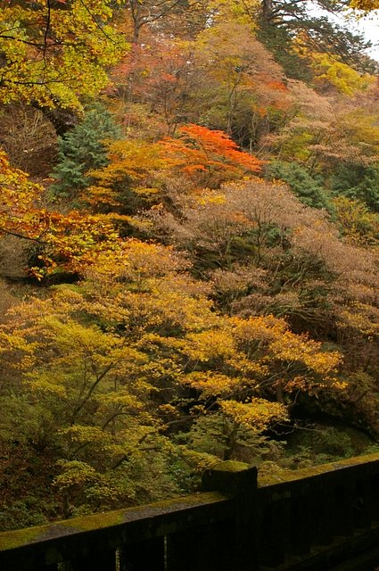 そうだ、京都へいこう・・・には見えないかな？その２