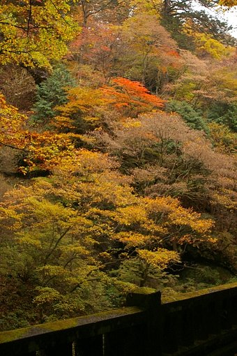 そうだ、京都へいこう・・・には見えないかな？その２