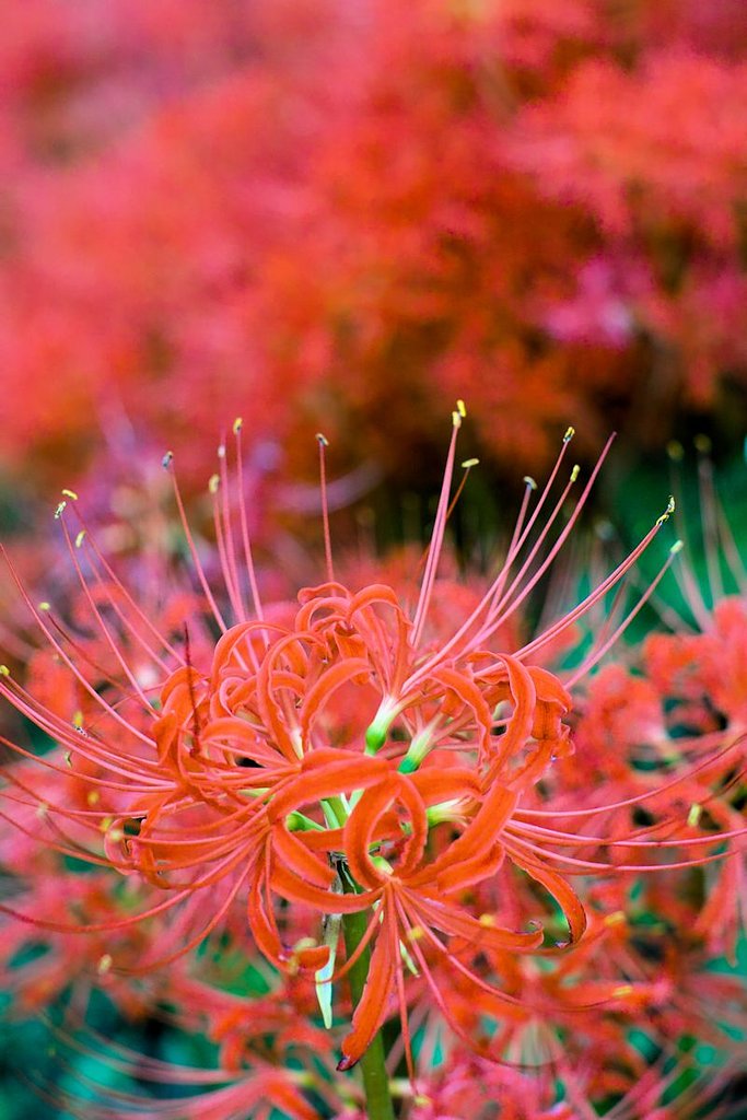 彼岸花散策
