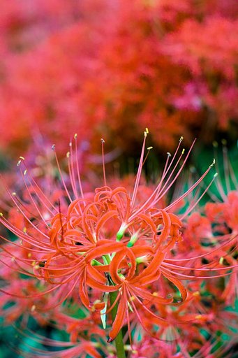 彼岸花散策