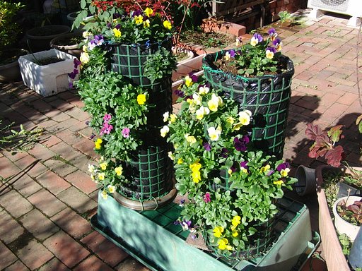 自作　パンジータワー　近況です。