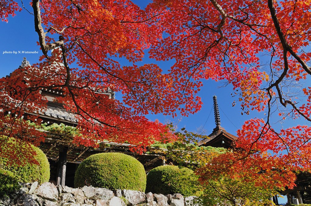 真っ赤っ赤