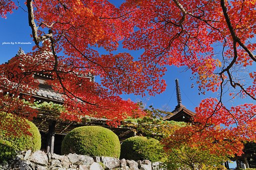 真っ赤っ赤