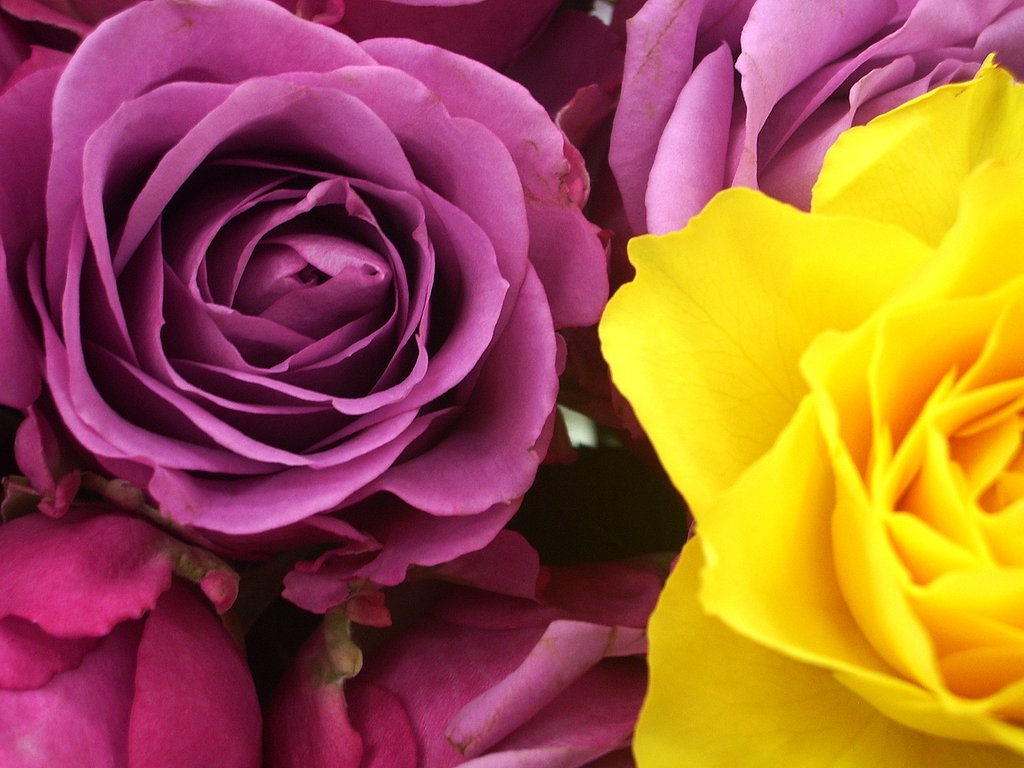 薔薇２６