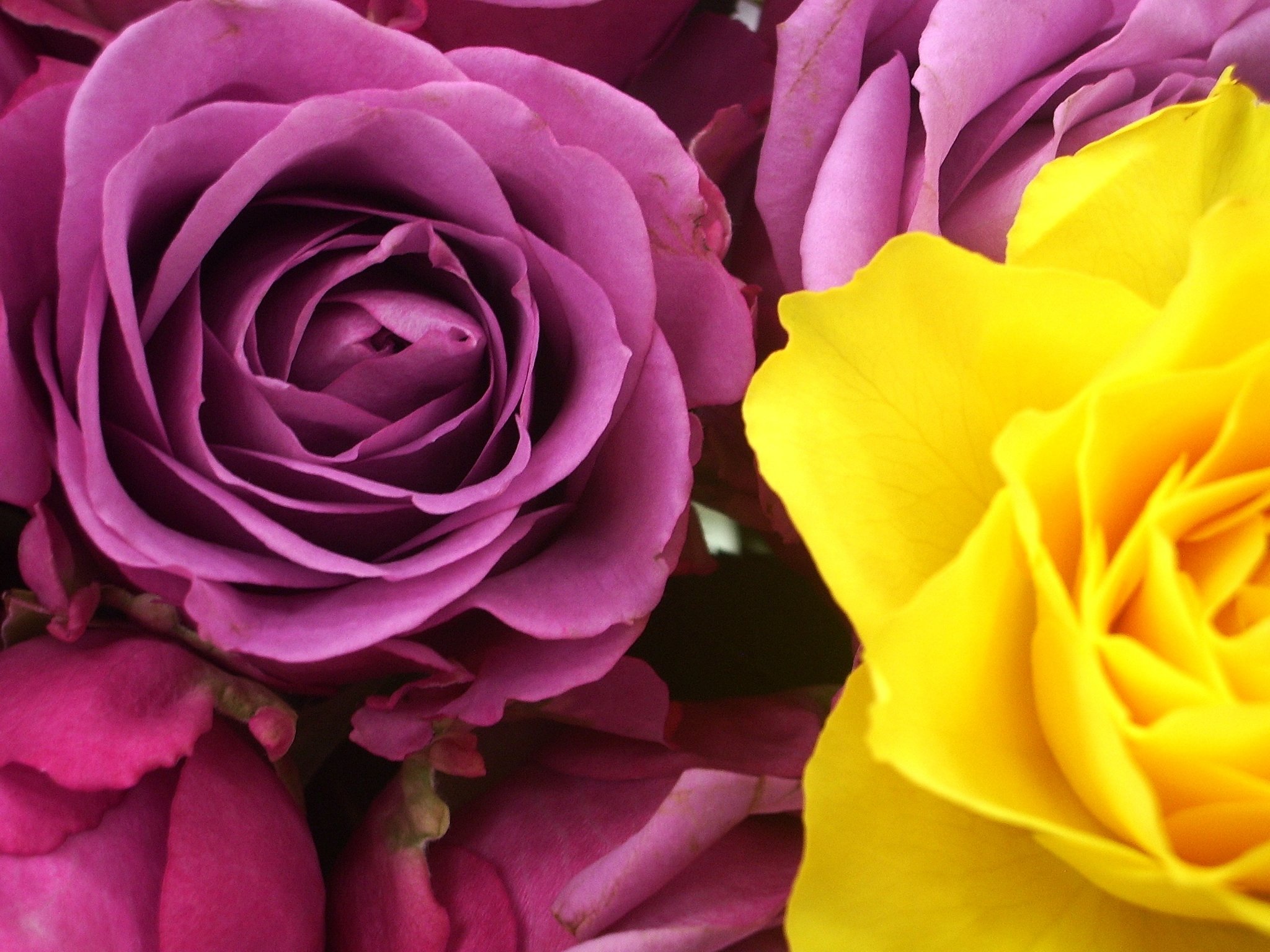 薔薇２６