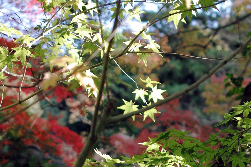 【紅】　紅葉シーズン進行中