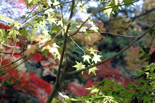 【紅】　紅葉シーズン進行中