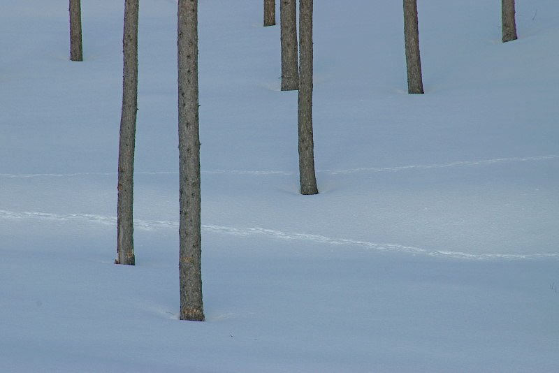 カラマツ雪を穿つ