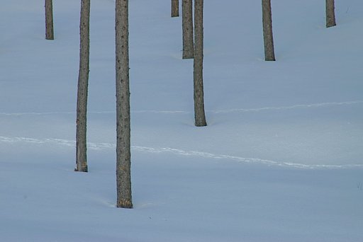 カラマツ雪を穿つ