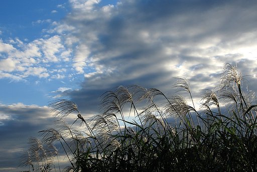 残照に映えて
