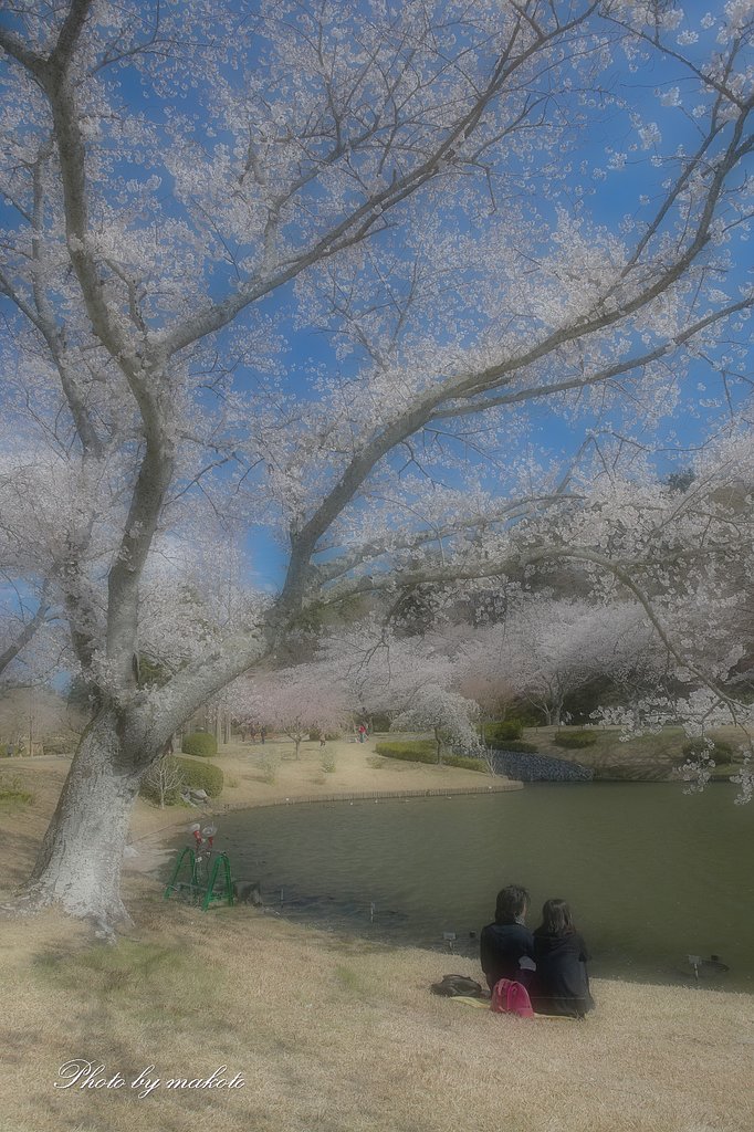 あの樹の下で