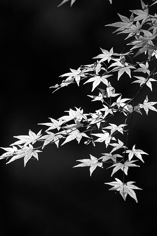 ネタ枯れです