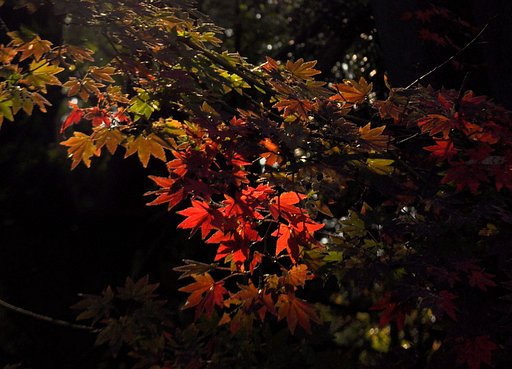 【逆光】紅葉