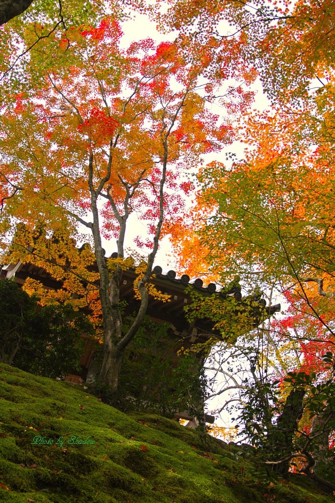 ☆降るお寺