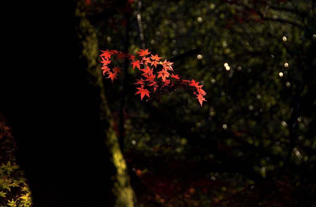 控えめな紅葉