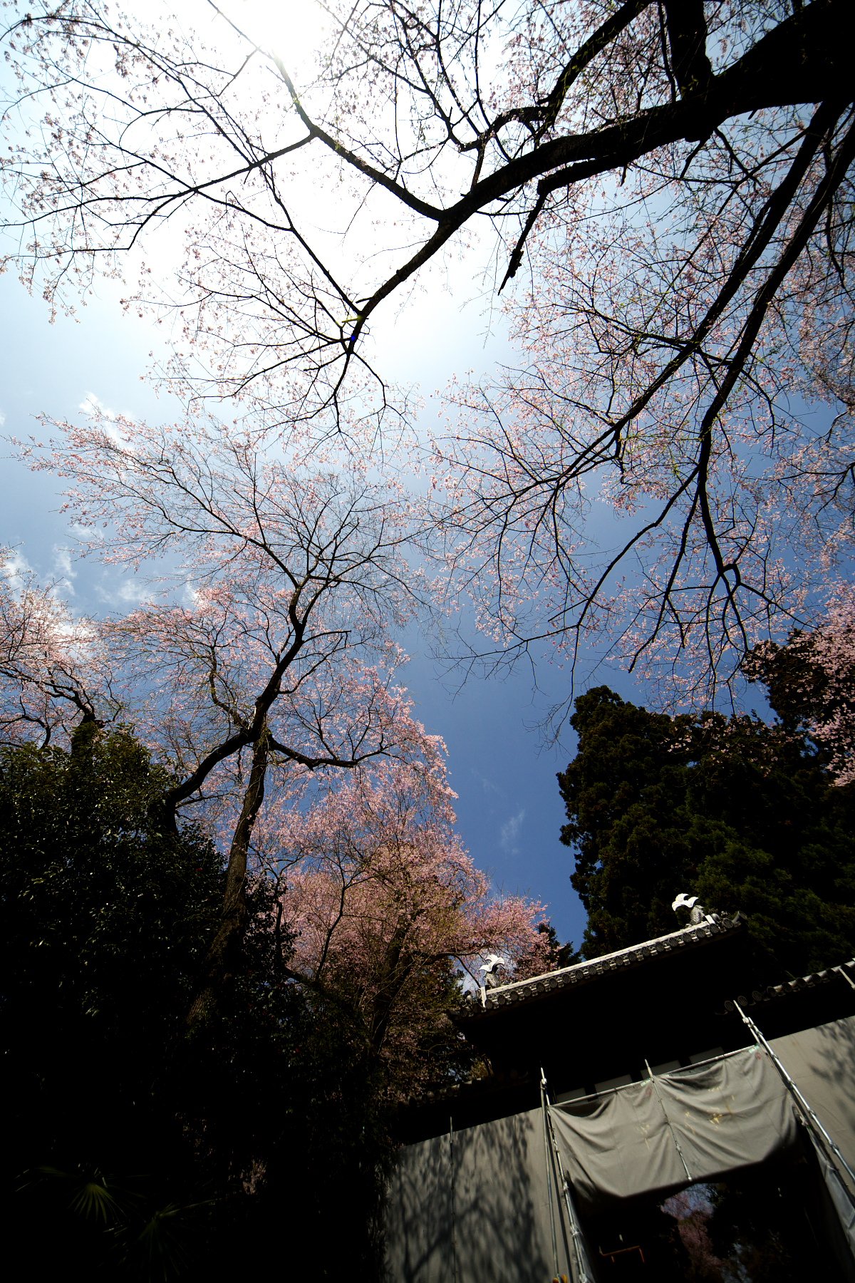 門前の桜
