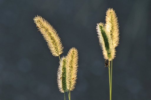 【逆光】エノコログサ輝く