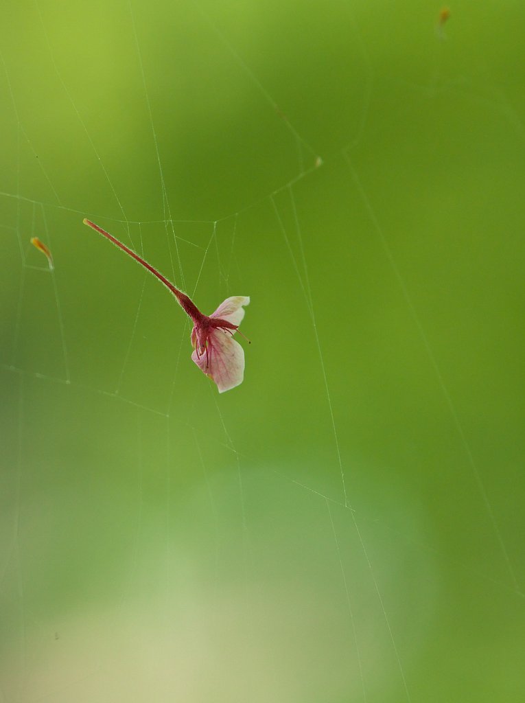 蜘蛛の糸