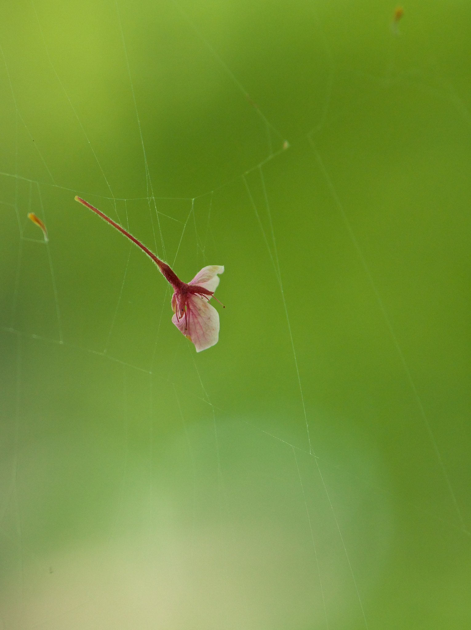 蜘蛛の糸