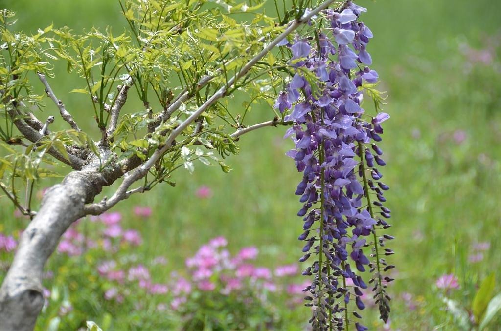 ふじと蓮華草
