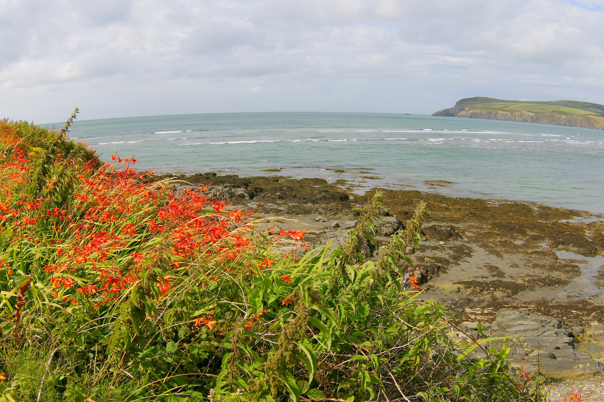 花in風景２