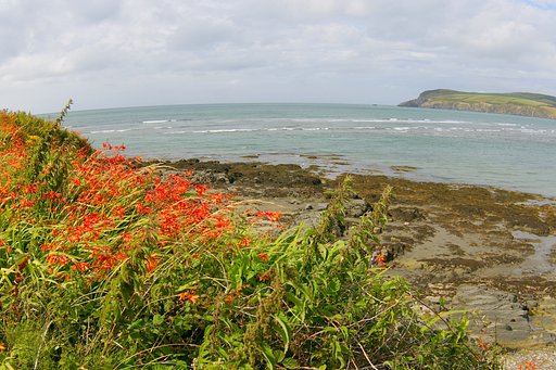 花in風景２