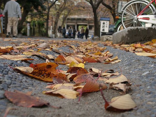 落ち葉の道