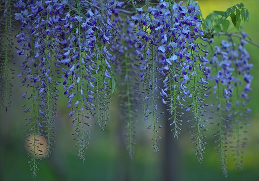 藤の花