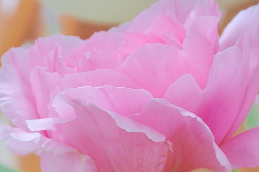 （淡彩）牡丹の花