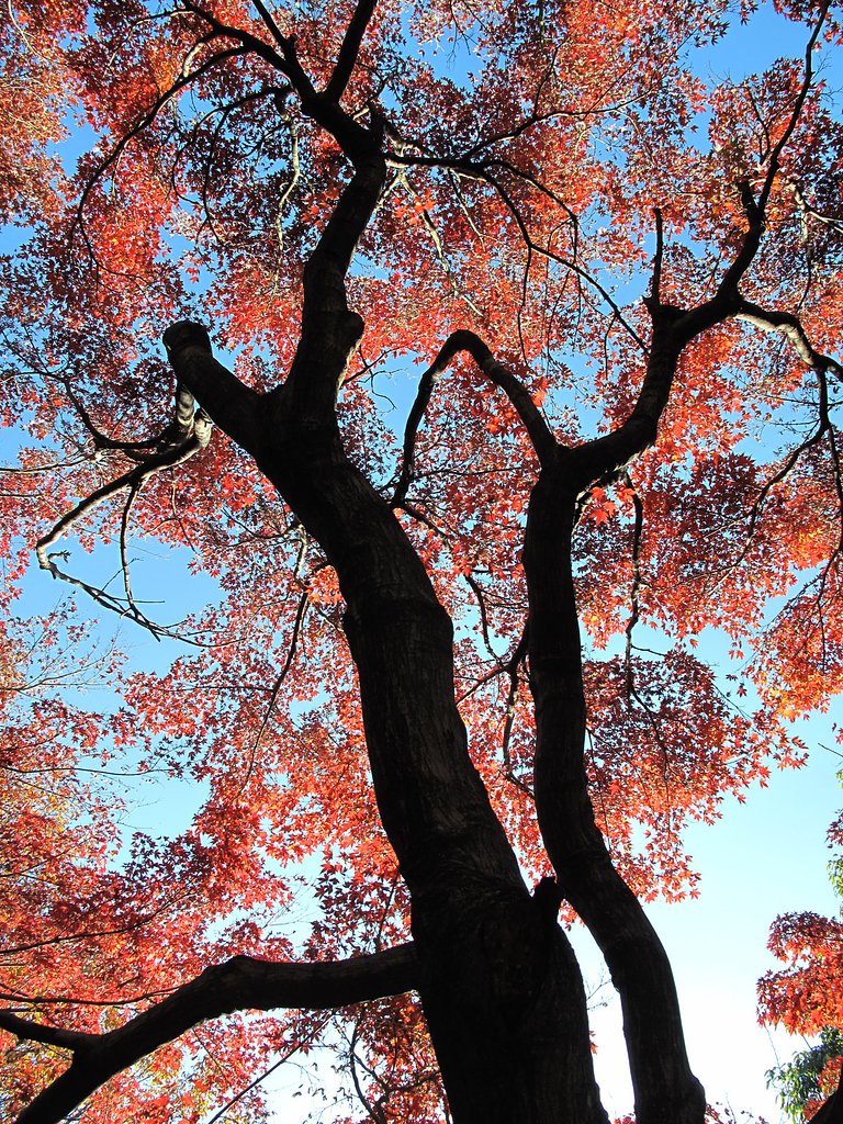 街の紅葉
