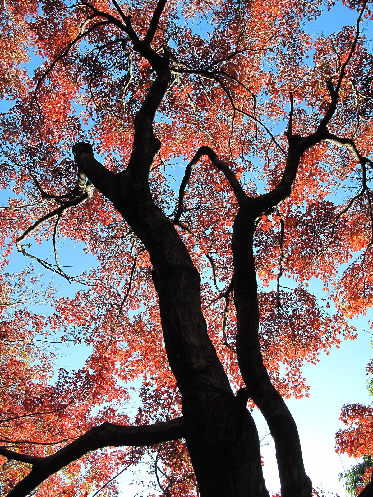 街の紅葉