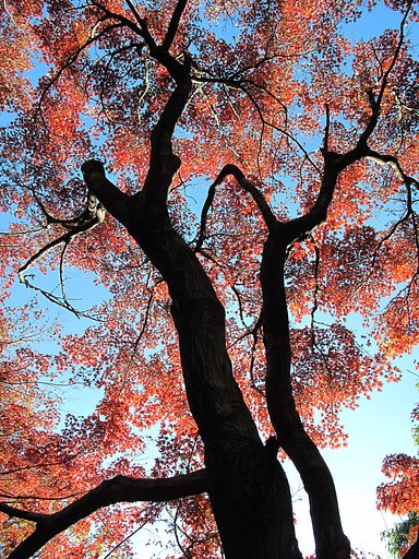 街の紅葉