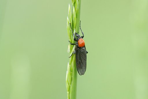 メスアカケバエ♀