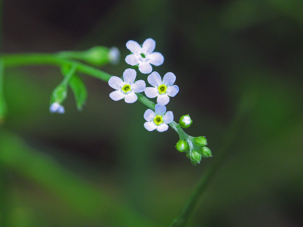 キュウリソウ