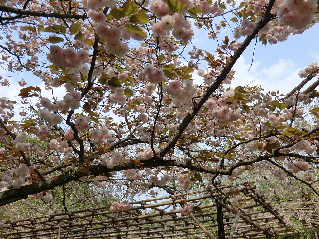 鬱金（うこん）桜