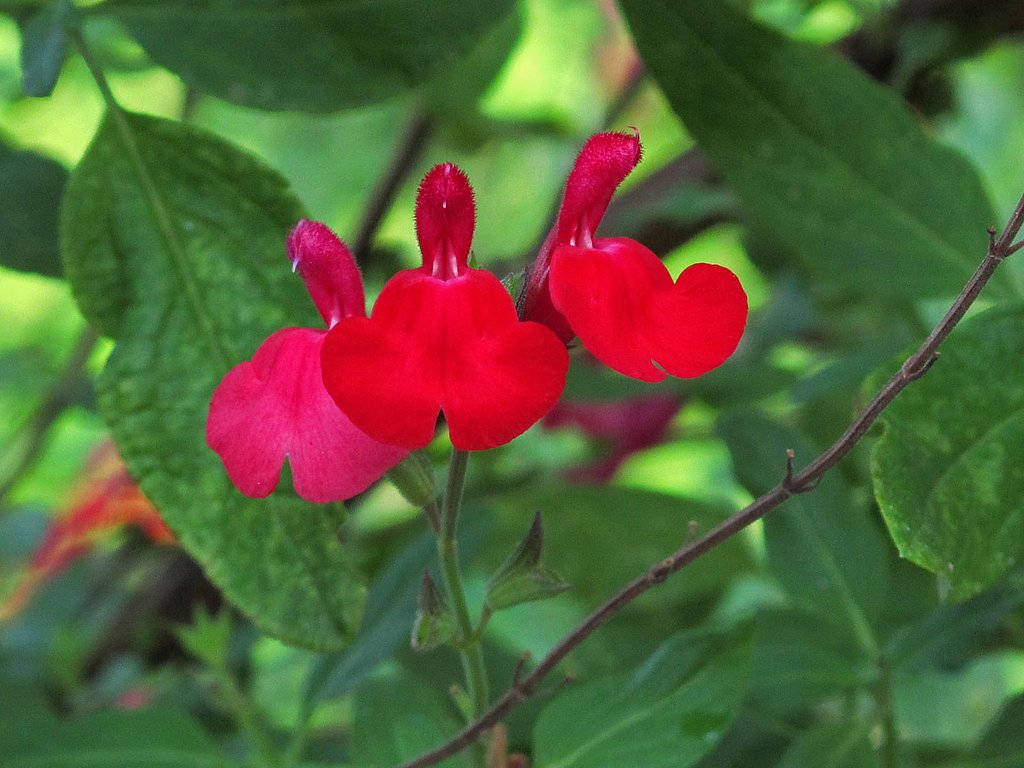 真っ赤