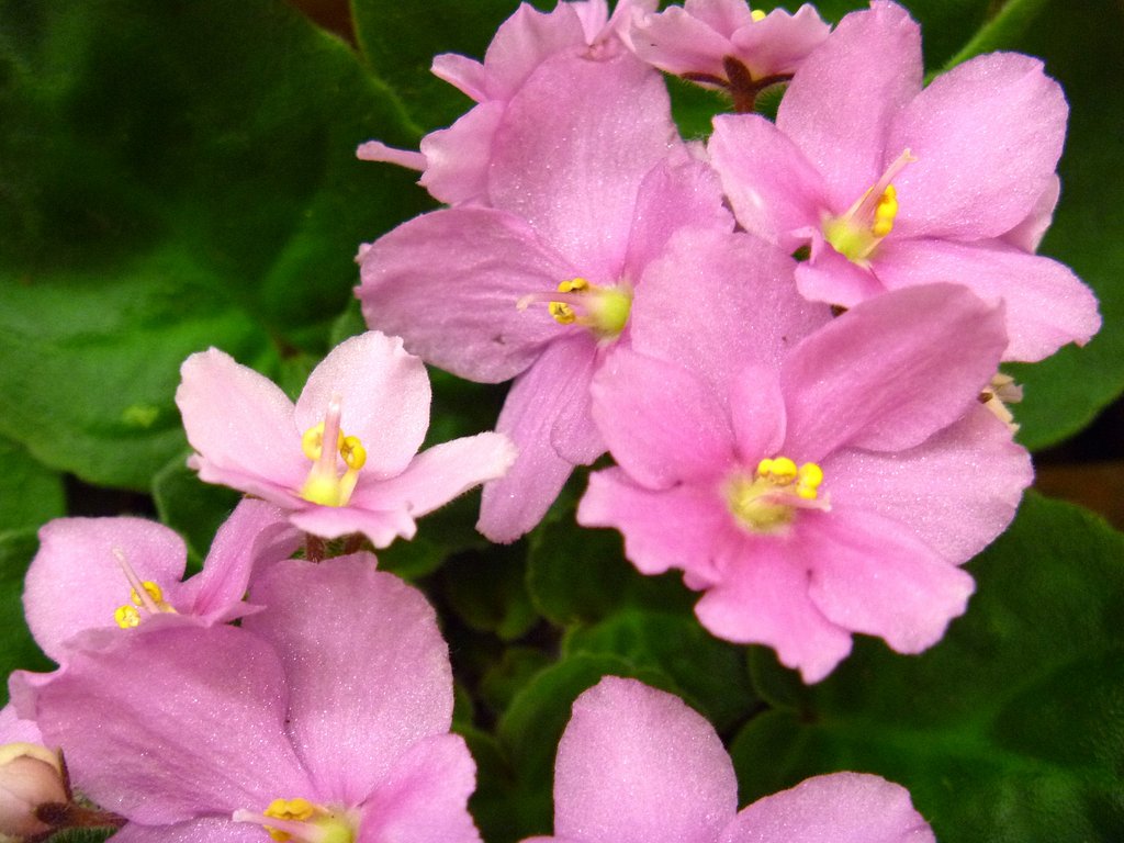 ピンク花