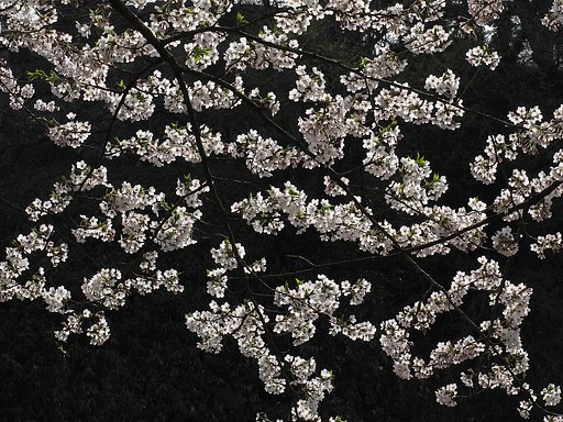桜前線スピードアップ