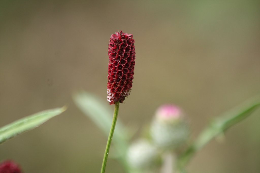 秋の訪れを告げる花