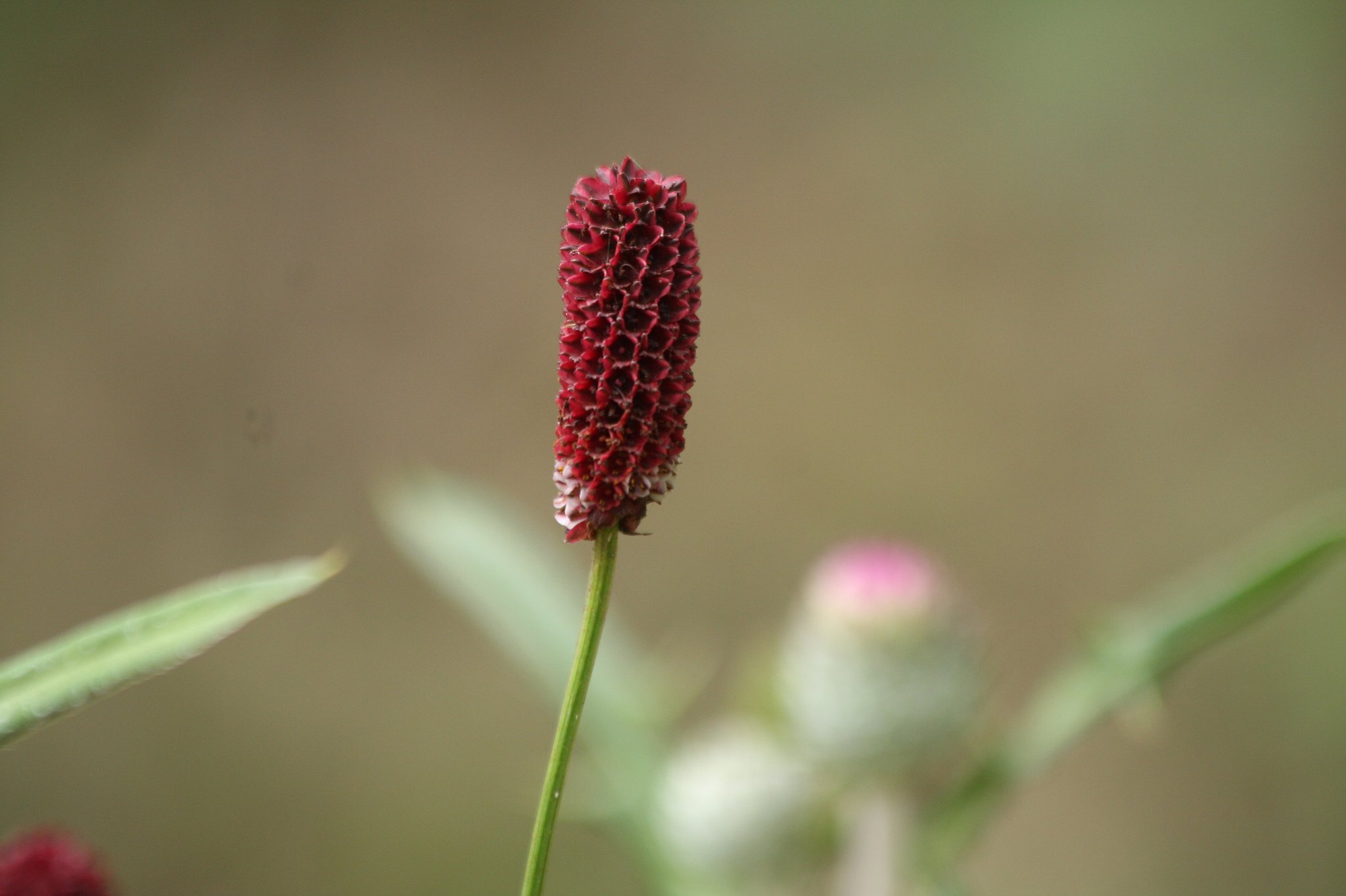 秋の訪れを告げる花