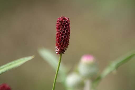 秋の訪れを告げる花